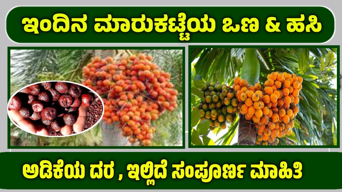 Arecanut price today